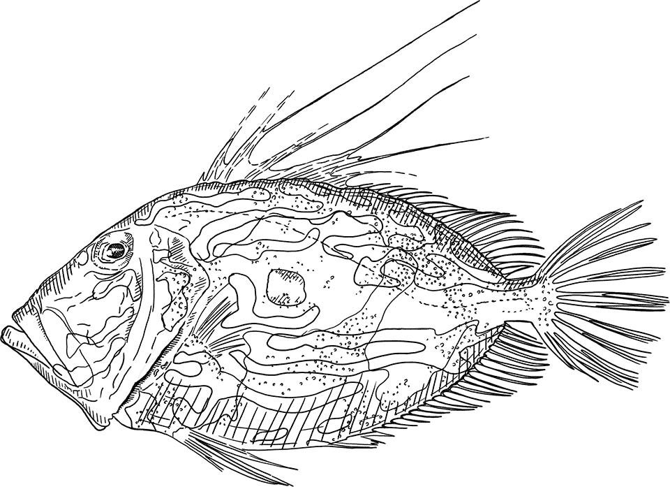 John Dory fish illustration