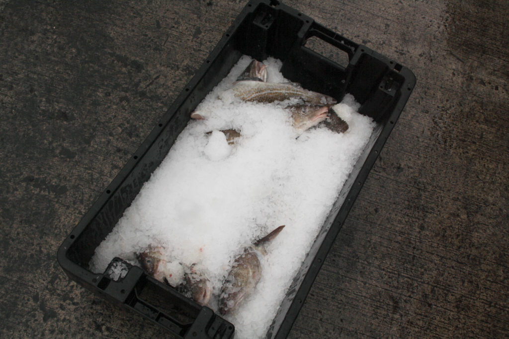 Fresh fish on the quayside